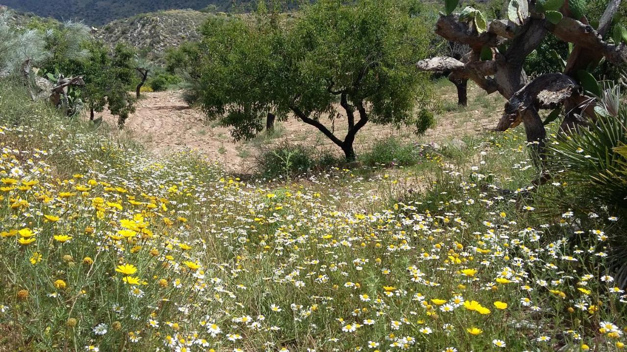 Bed & Breakfast Alegria Y Luna Bed and Breakfast Sorbas Εξωτερικό φωτογραφία